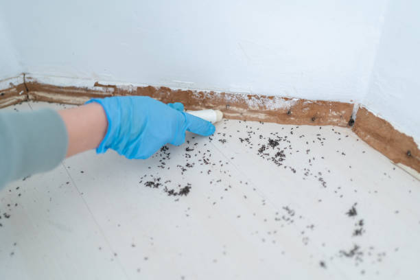 Best Pest Control Near Me  in Buckhead, GA
